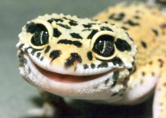 fortheloveofherpetology:  Leopard Gecko (Eublepharis macularius) Leopard geckos have