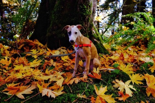 Puppy’s first visit to Stanley Park