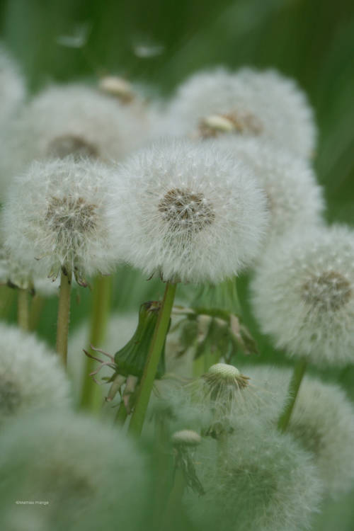 besidethepath:Dandelion as a salad? Crazy people, the seeds are where the nutrients are!