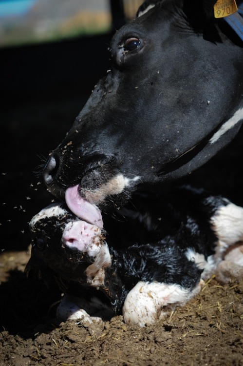 How the Dairy Industry Has Unnaturally Altered the Life of Cows