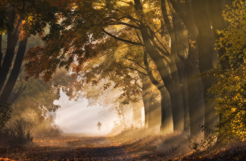 drxgonfly:Autumn Poland (by Przemyslaw Kruk)