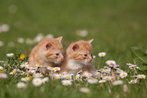 mel-cat:Springtime! ( via Regine Heuser )