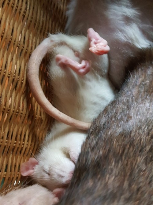 anonymousfragger: so this basket was the best 2.50 I ever spent look at them FYI there are 6 rats in this basket  Oolong, Aurora, Merida, Oleander, Hyacinth, Stitch 