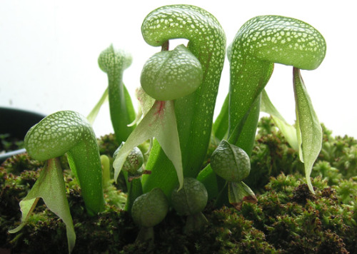 carni-seeds:  Darlingtonia CalifornicaOne of the new seeds are this beauty.Probably one of my favori