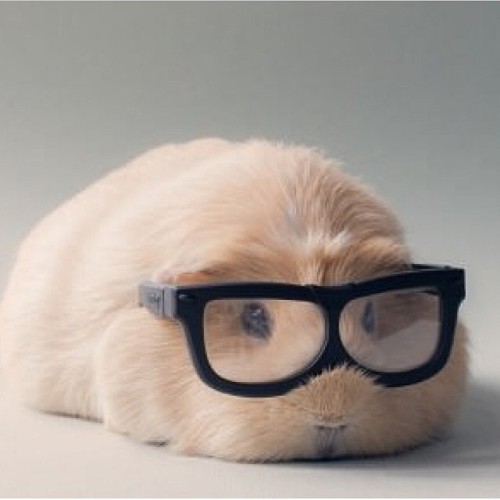 Just a cute guinea pig passing through!  porn pictures