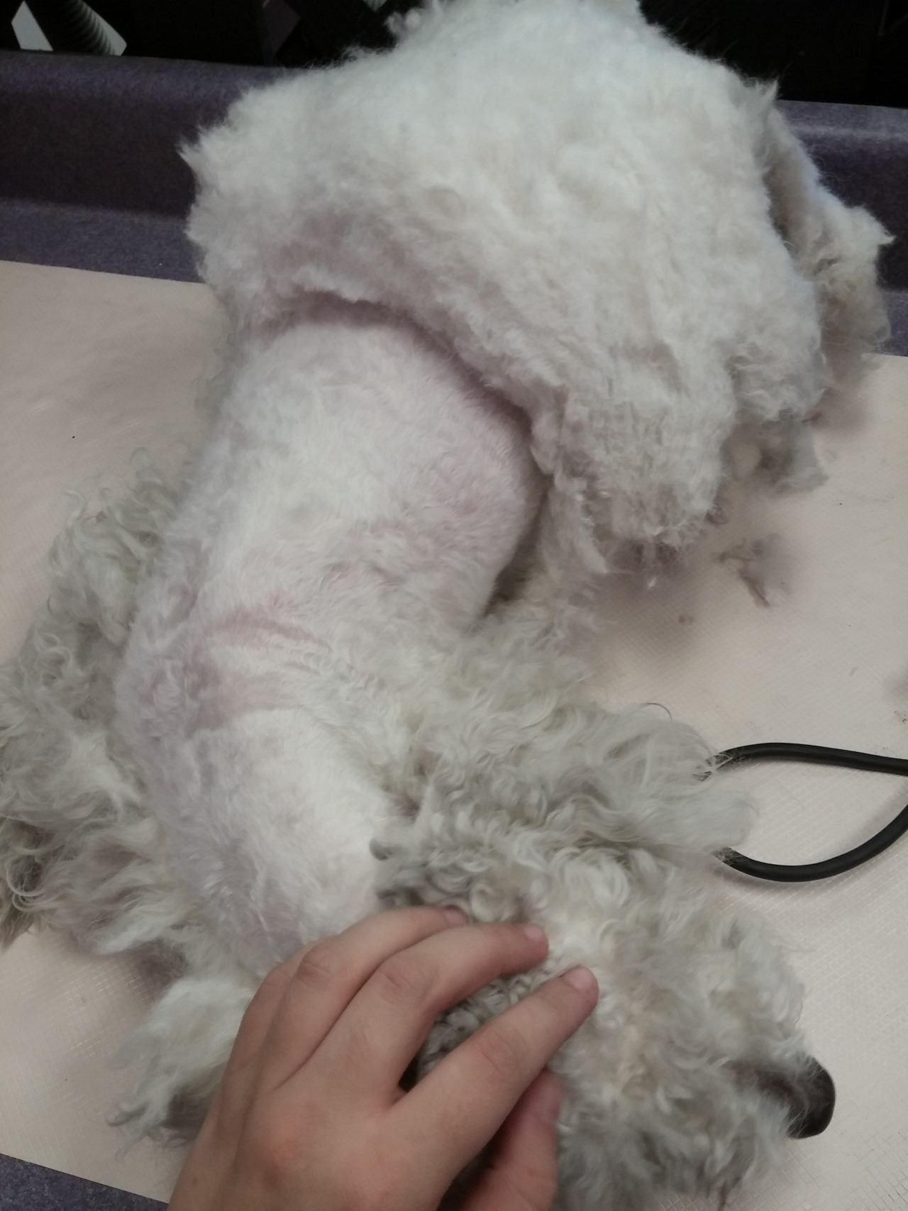 mooseings:  fortheloveoffurrythings:  *Sigh* Alright, pet owners. We need to have