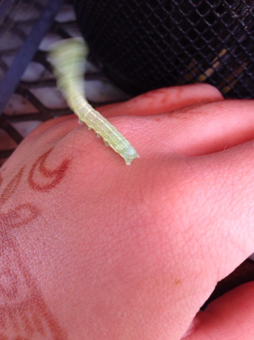 triisoup:teamfreekickass:rostrums:found a cute lil caterpillar and i tried to take a picture but i g