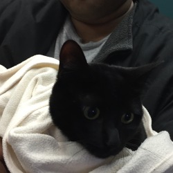 unflatteringcatselfies:  Rainy at the vet