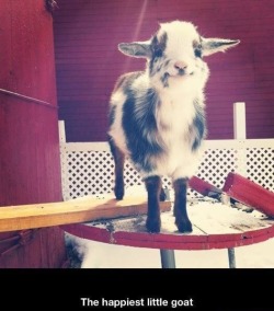 jacked-daniels:  Yes I’ll take 1000 happy little goats please. 