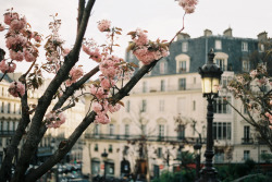 englishsnow:  Spring in Paris by Jason R Black 