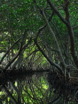 visitheworld:  Mangrove tunnel in Bhitarkanika