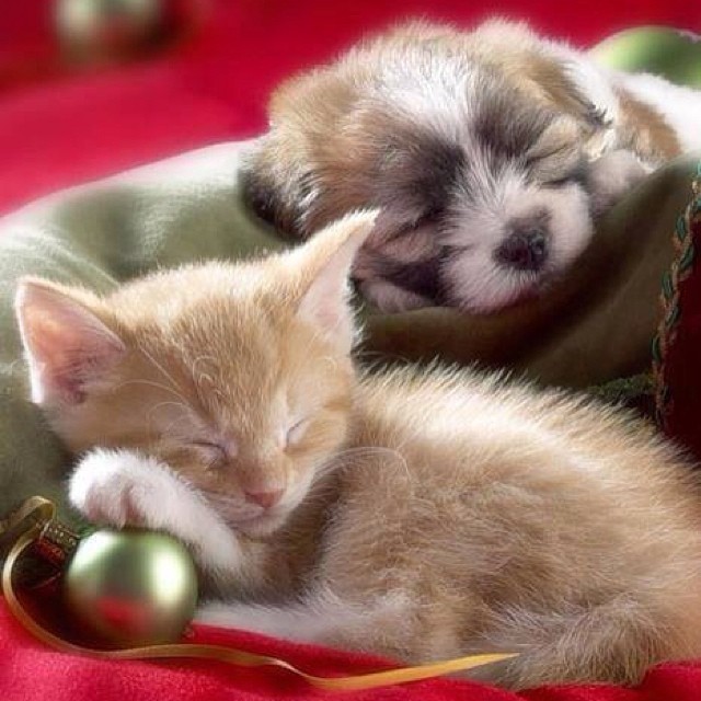 Kittens and puppies