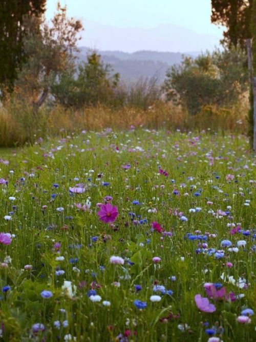 The Leimonides were the nymphs of flowery meadows. They were companions of spring-time Persephone.