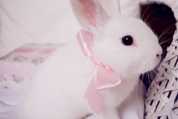 wolframvontrehov:My sweet rabbit. <3