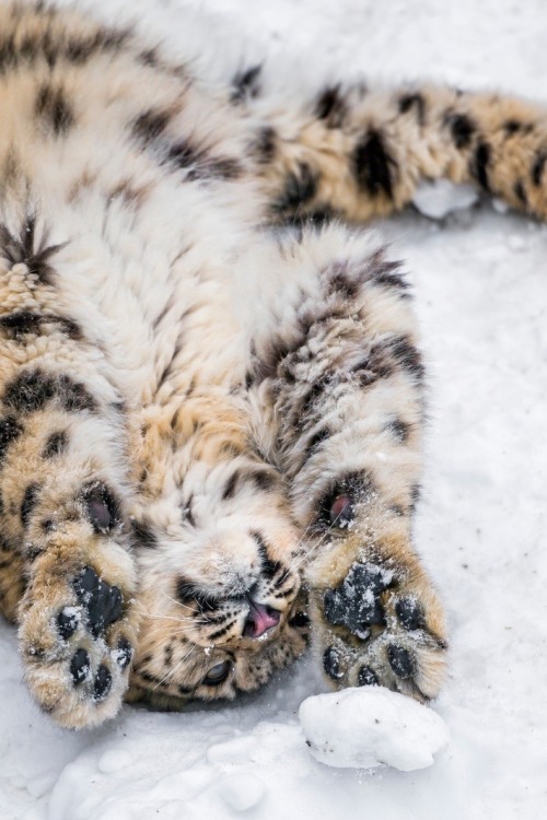 ilaurens:  Playing with a snow ball! - By: (Tambako The Jaguar)