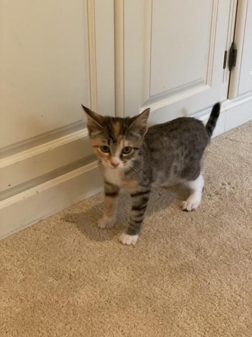Hi! Im New Here. Just Got Home From The Shelter. #cats #cutecats #bestmeow