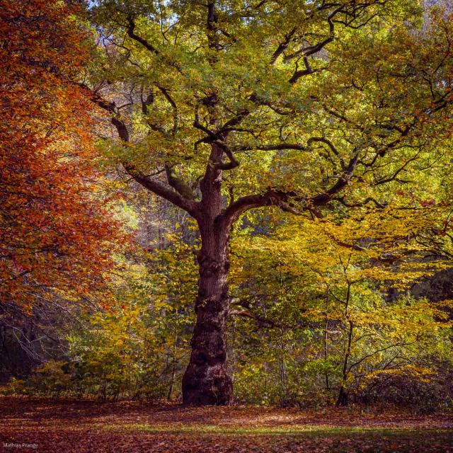 The leaves are falling ...