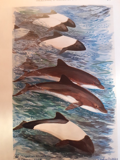 Cryptid Dolphins. Sir Peter Scott Recorded Unusual Dolphins Accompanying Commerson’s Dolphins On An