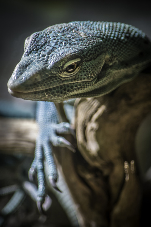 sdzoo:  Closeup trio of monitors at the San Diego Zoo. From top to bottom: gray’s monitor, emerald monitor, and blue tree monitor (photos: Peter Csanadi) 