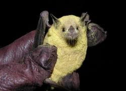 aeon-fux:  coolthingoftheday:  Aside from bees and butterflies, bats are one of the most important pollinators on the planet - especially in tropical and desert regions.  (Source)  lost in the sauce 