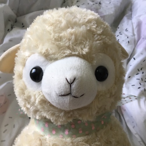 m-lissa: Alpacasso for sale. This breaks my heart but i am really in need of the money.  12cm region