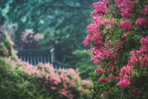 Damyang’s Myeongokheon Garden and its crape myrtles on a rainy, misty morning.