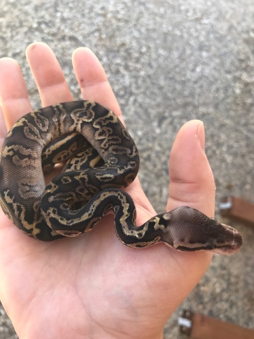 maremare95:Hatchlings