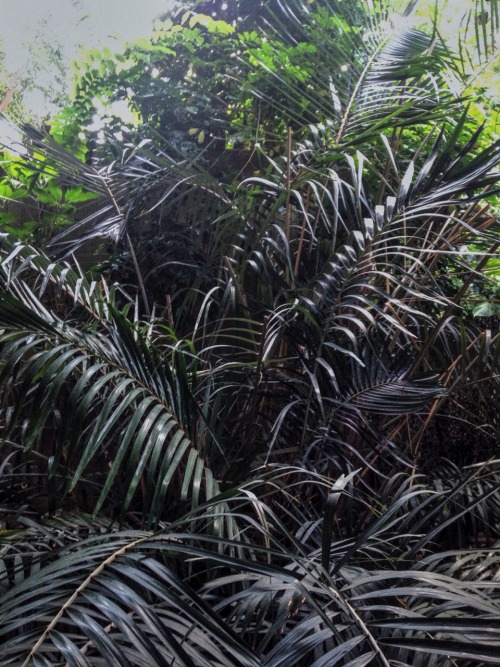 luqara:  JungleTaken with iPhone 5C
