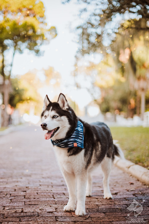 huskyhuddle: Just trespassing in a historical cemetery with Ani. Oaklawn Cemetary, 2019 Tampa, Flori