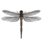 willowcricketchirp