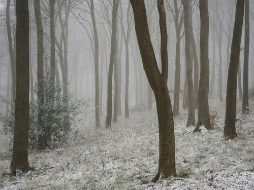 March Magic by Damian Ward Wendover Woods, Buckinghamshire. twitter | 500px | behance | vsco | about