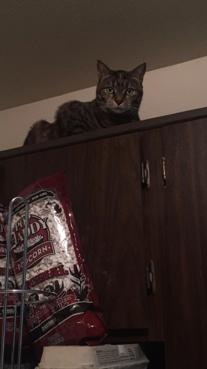 Lucy got on top of the kitchen cabinets because human had the vacuum out