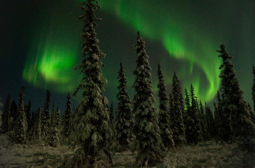 spacettf:Magical Forest by Lee Petersen on Flickr.