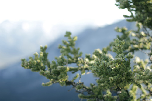 Yamnuska Mountain.Alberta, Canada. 