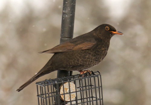 A female blackbird enjoying a snack. 