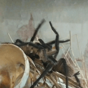 spiders-spiders-spiders: a-fucking-nuisance:  Have you ever seen homosexual behaviour