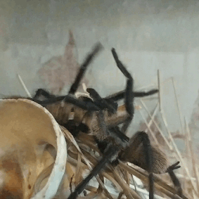 spiders-spiders-spiders: a-fucking-nuisance:  Have you ever seen homosexual behaviour in spiders? You have now.   These are two male Monocentropus balfouri. When there are a large number of males in the communal this is a very common sight. They even