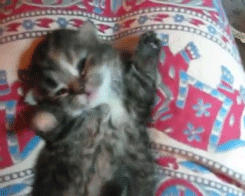 cute-overload:  I’m Sweepy!http://cute-overload.tumblr.com 