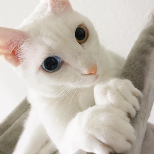 Sometimes I do not think Mr Snow is of this world #AlienCat  #Caturday #oddeyedcat #whitecats #white