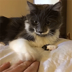 reneeisalright:  can i say that i love it when cats do the hand thing 