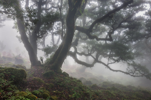 the laurisilva forest in madeira (x, x) (#)