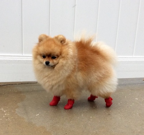 wetjoints:bossybussy:cutestpomeraniandog:These boots were made for walking!Is she…?