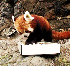 manafromheaven:  gothiccharmschool:  bryanthephotogeek:  everkings:  courageousbox:  a red panda eating sushi.  This is the best thing I have ever seen on the internet.   Life feels better now  Yes, I needed to see this.   HIS LIL PEEPAW 