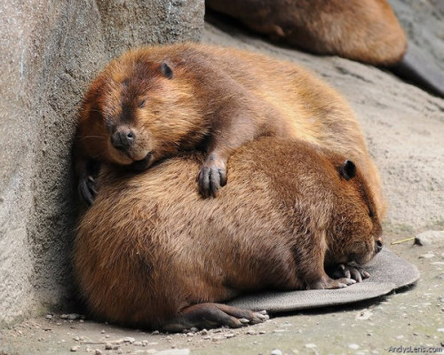 merindab:Have some baby beaver pictures