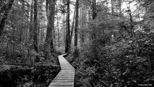 Into the woods&hellip;Pacific Rim National Park,Tofino, BC. Canada. ~ Coast to Coast ~ Shades of