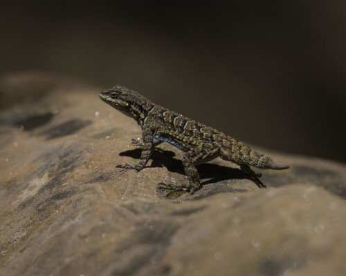 sedonajohn: Shades of “Stubby” A male Ornate tree lizard, hunting in Fay Canyon, Se