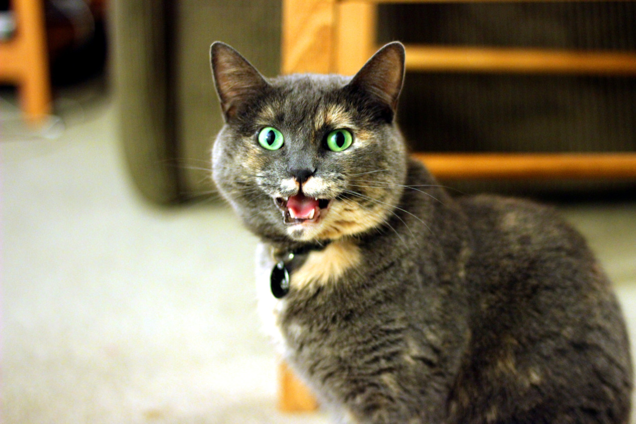 catsbeaversandducks:  Her Name Is Refurb And She Screams A Lot“Cats are just fluff