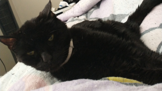 Help Lestat The Cat Get Dental Surgery!, organized by Khayman Clancy