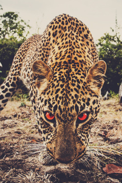 imposingtrends:  Stare Down | IT | Facebook | Instagram