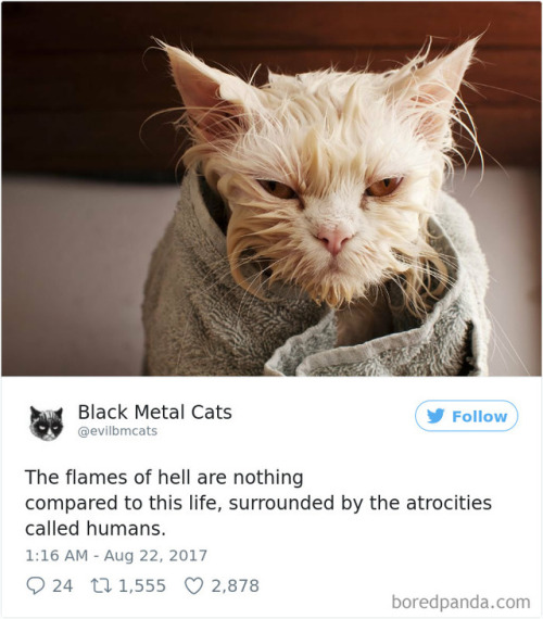 scowlofjustice: probablyacerpgideas: catsbeaversandducks: Twitter Account Pairs Cat Pics With Metal 